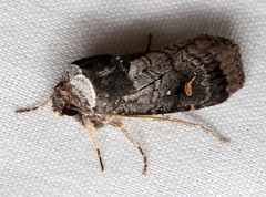 Proteuxoa restituta