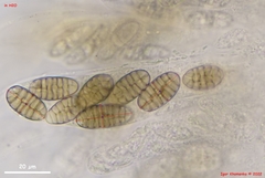 Thyronectroidea chrysogramma