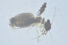 Psoquilla marginepunctata