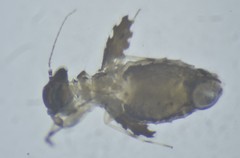 Psoquilla marginepunctata