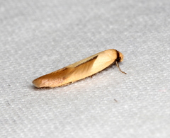 Tachystola stenoptera