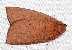 Fisera bradymorpha