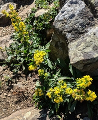 Solidago randii
