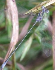Lestes forficula