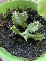 Huernia zebrina