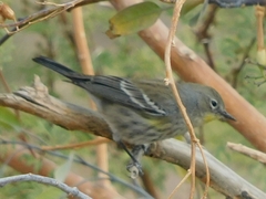 Setophaga coronata