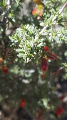 Condalia ericoides