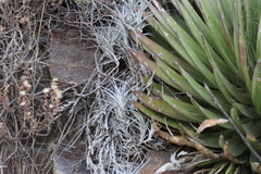 Tillandsia albida