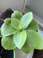 Pinguicula gigantea