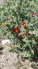 Condalia ericoides