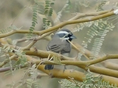 Amphispiza bilineata