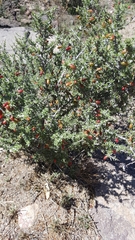 Condalia ericoides