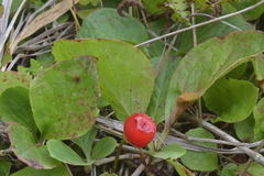 Vaccinium praestans