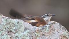 Cinclodes olrogi