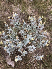 Astragalus pycnostachyus pycnostachyus
