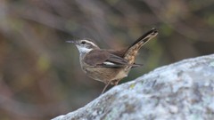 Cinclodes olrogi