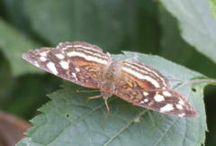 Anthanassa drusilla