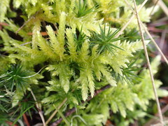 Homalothecium megaptilum