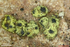 Thyronectroidea chrysogramma
