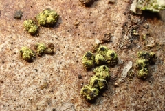 Thyronectroidea chrysogramma