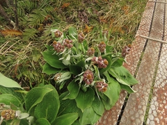 Pleurophyllum hookeri