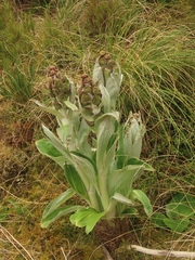 Pleurophyllum hookeri
