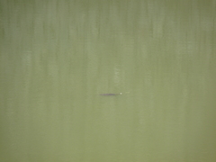 Hydromedusa tectifera