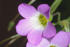 Oxalis alpina