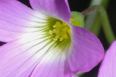 Oxalis alpina