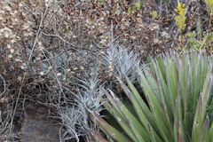 Tillandsia albida