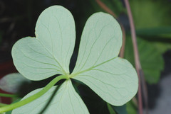 Oxalis alpina