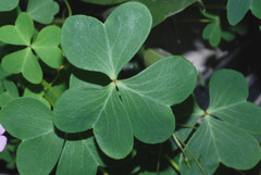 Oxalis alpina
