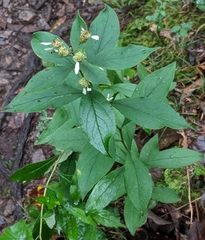 Doellingeria infirma