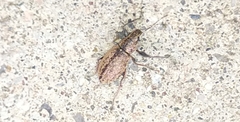 Naupactus versatilis