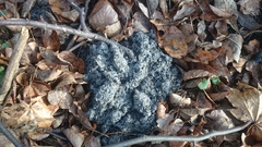 Talpa europaea
