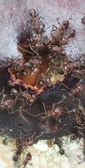 Formicidae