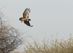 Buteo jamaicensis