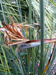 Strelitzia juncea