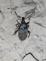 Otiorhynchus parvicollis
