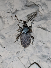 Otiorhynchus parvicollis