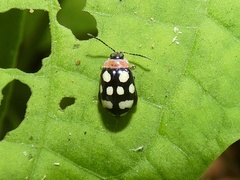 Alagoasa trifasciata
