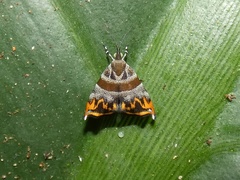 Ornarantia xutholopa