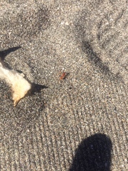 Dorymyrmex planidens