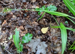 Platanthera ciliaris