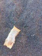 Dorymyrmex planidens