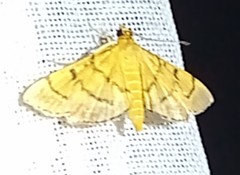Omiodes indicata