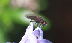 Phthiria exilis