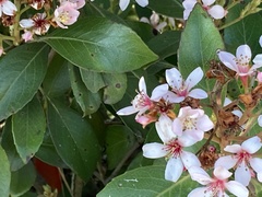 Prunus fremontii