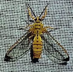 Isanthrene felderi
