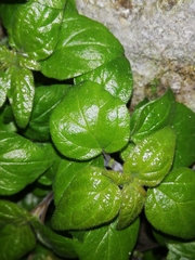 Parietaria lusitanica